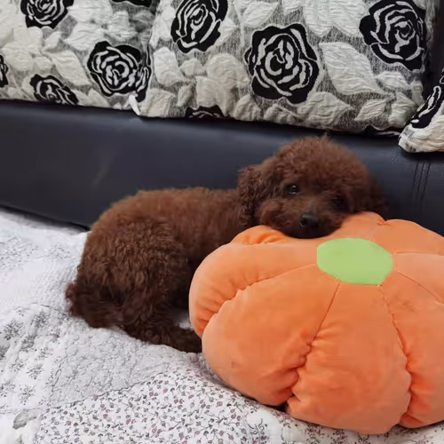 Untitled Collection #271784822