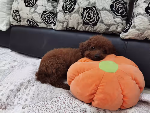 Item #57875913838531217500457347447114725605450092311004544250954163326479300034561 Media