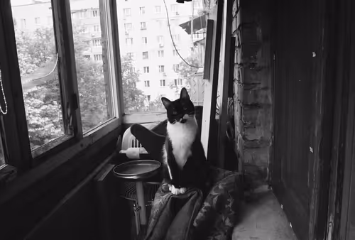 Item #65921046603589680803380050582939464182208799172879777310519078007278242103297 Media