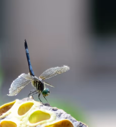 Beautiful Dragonfly