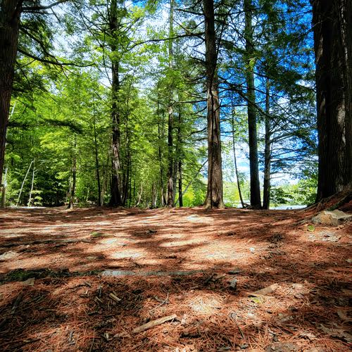 Collector's Editions