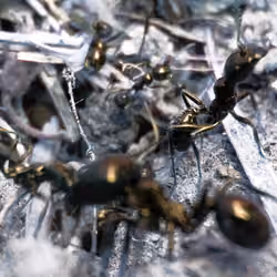 Fourmis Chaos