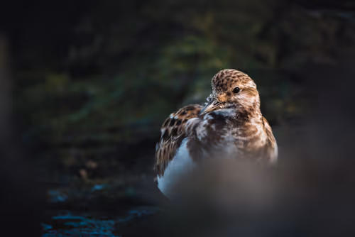 Item #93926347574143372509741708468450368056488911236414880800733525958947944529921 Media