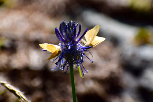 Item #90242850713282573943473333333408540290237184150123135597774242553978201047041 Media