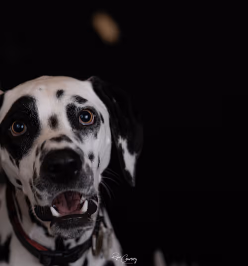 Item #87414682025478558117569594122165349452112546161934233951383420717156431560705 Media