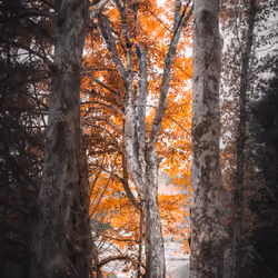 GOLDEN TREE