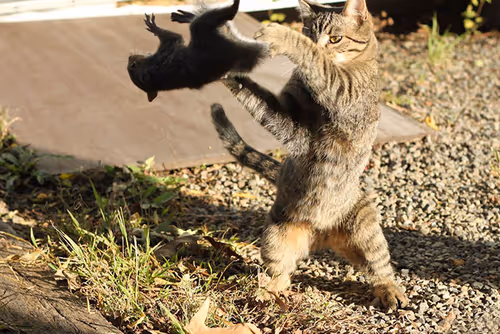 Item #10084359296818805900754201527705818084657327747605854224485982331704151375882 Media