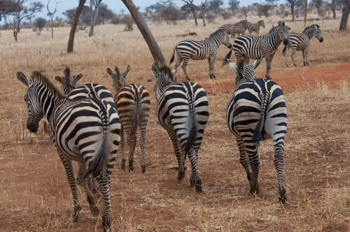Item #6910614288076493010306391268115859443374345339261438315212182055527739555841 Media