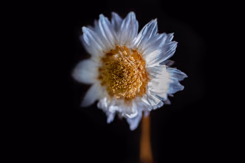 Item #114755020298060964466726190772442565460122339450313481214663278181646140964865 Media