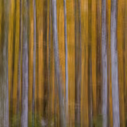 Beeches in Autumn #1