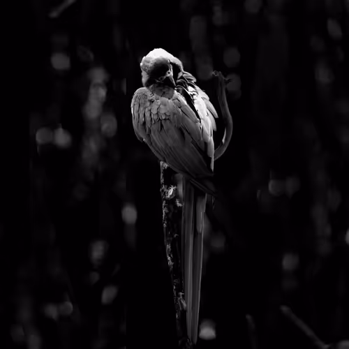 Item #97299197670576688169135242576959850036431919373710156993917717241216372834305 Media