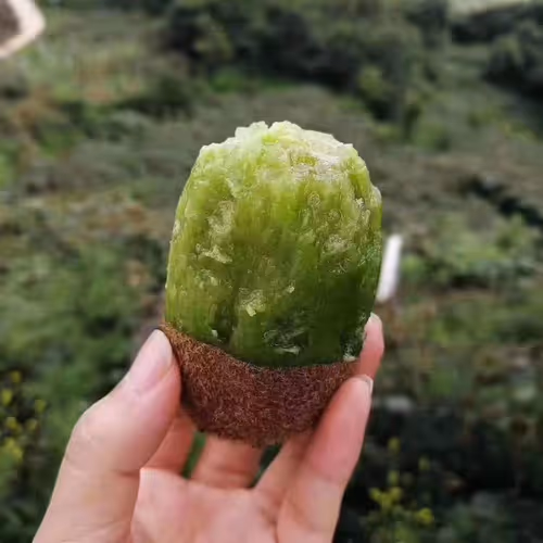 slin784478709 Collection