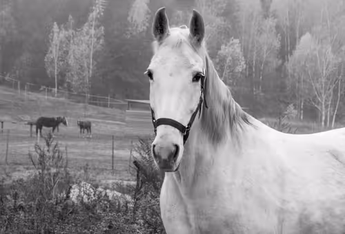 Item #74661804639461098708131462223609063755981185112722833040679211583485201350657 Media