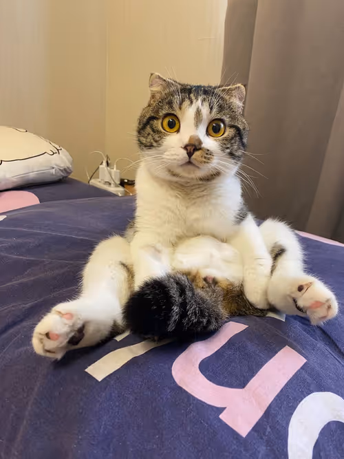 Item #51714780314179032241787952776522636894904578774096726712782613641650300256257 Media