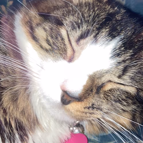 CatCloseups
