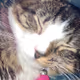 CatCloseups