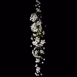 Blossom