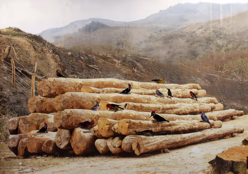 Item #91148977893993609875712018447068443419766610272815647092173437068977612259329 Media