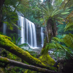 #32 - Russell Falls Ferns