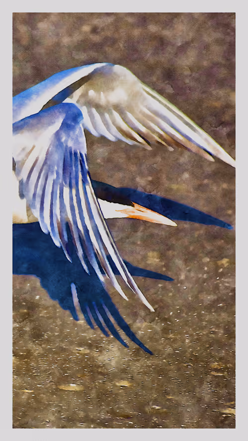 Item #55704534837685659622621715309832868758345944585427688586690141382778506182657 Media