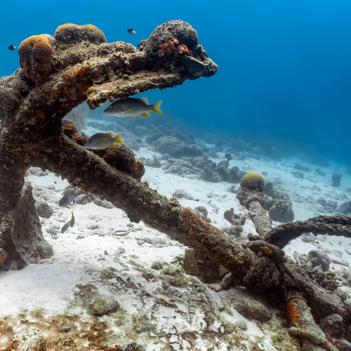 Reeflife