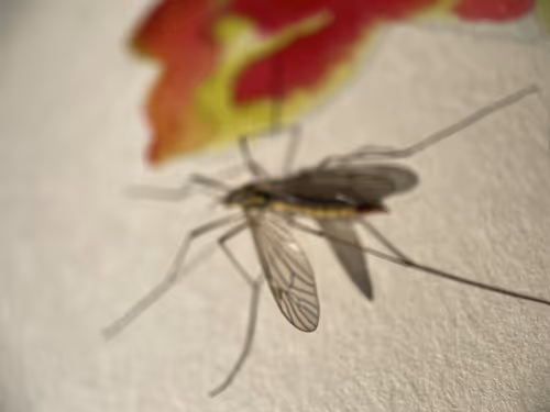 Item #101798116254510798330486236990451841615541533753866395116378150896123158462465 Media