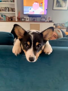WillowPuppy
