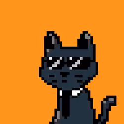 punk cat