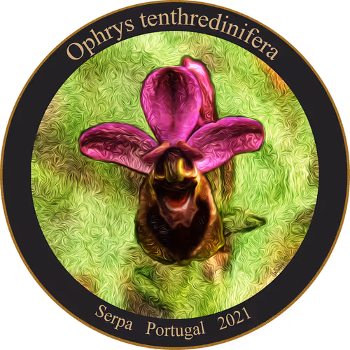 Item #83346383481971607988729477170446348570292642791419063456680174207776482918401 Media