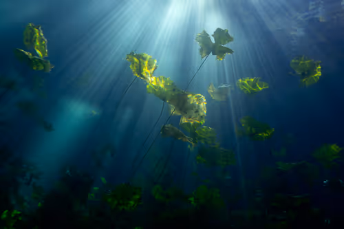 Item #25422583313571458459737529461820134862175223810011730482418987927741560520705 Media