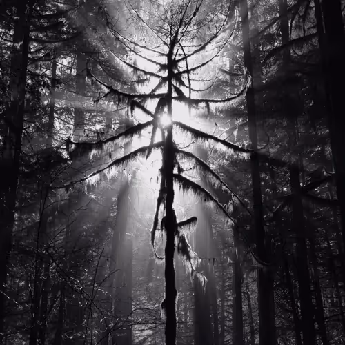 morewillie Collection