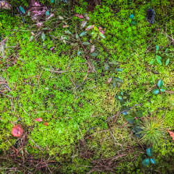 Untitled  (Detail Killarney Provincial Park) 2/50
