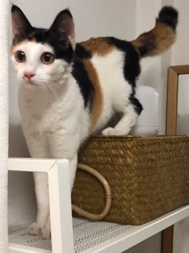 running cat