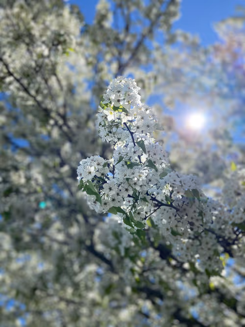 Item #41013704286635162959004487776095067176603519769359421915548602527285086519297 Media