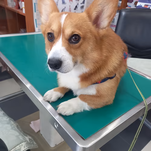 lovelycorgi