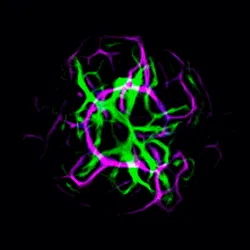 51929734946411346289540790635765095060363125039145709683616697269507403546625