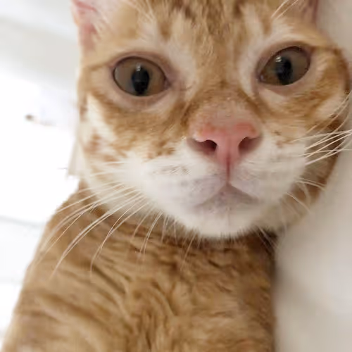cat kitty 2