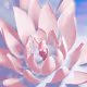 Lotus Girl