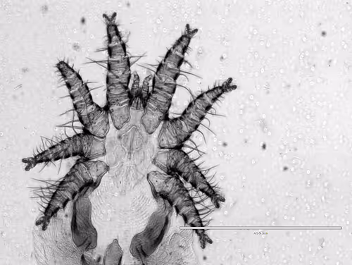 Item #108955583872739655741702358868652756405273862791069305959596897652228856217601 Media