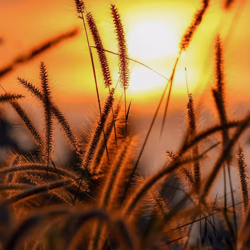 nigin_mohan Collection - old V2