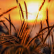 nigin_mohan Collection - old V2