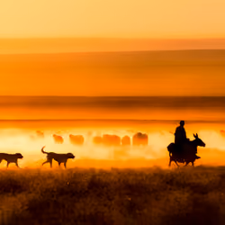 Shepherd and sheep herd