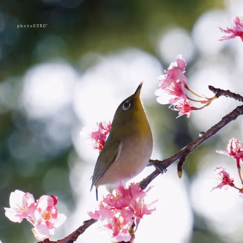 Item #103339499658907074455911852821514679659062129792359254936295356884110037483521 Media