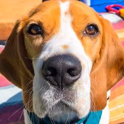 Sunshine Beagle
