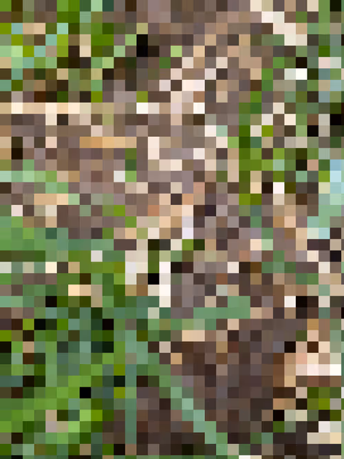 Item #2850415134272365380187775685678842410458265265709128331682257505176258609153 Media