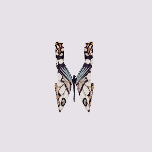 Butterfly In Motion