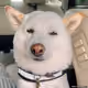 6419649619378543771155028847592637555375526734263820029780823686329281806337