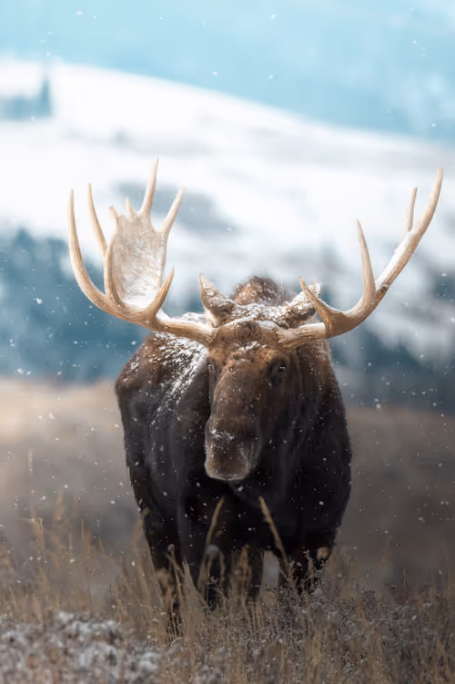 Item #74947066243849206940937931845492421282407977522900211027354211424507759951873 Media