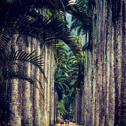 Tropical Trees