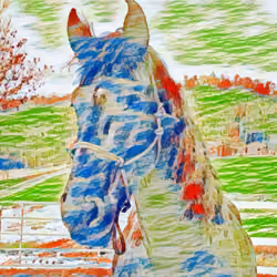 Horse